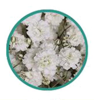 Schleierkraut, Gypsophila "XLENCE" - 5 Stiele, schwere Qualität!